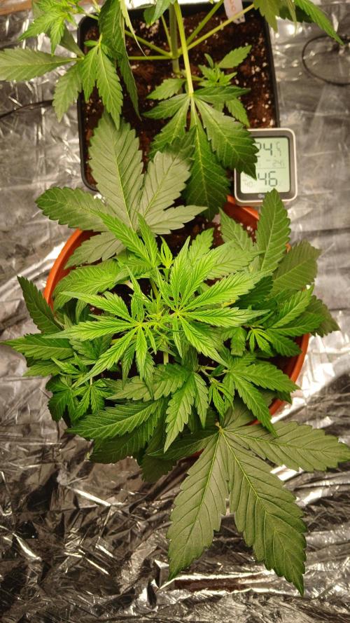 Northern Lights Auto FB. Week 4