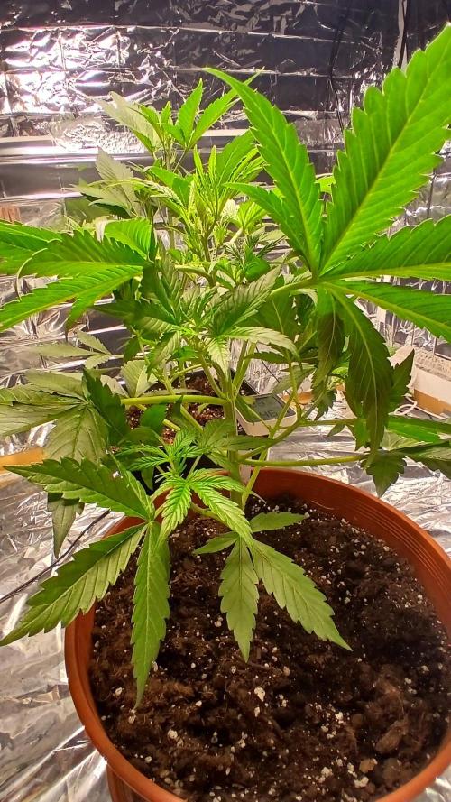 Northern Lights Auto FB. Week 4