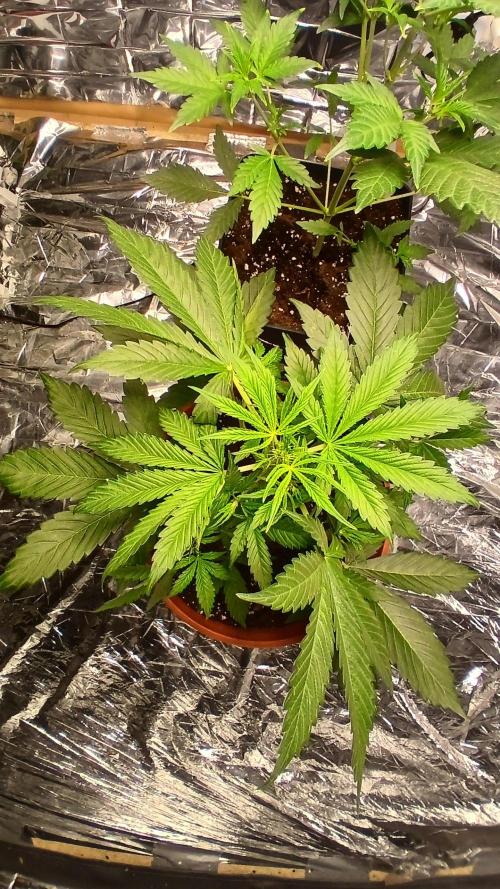 Northern Lights Auto FB. Week 4