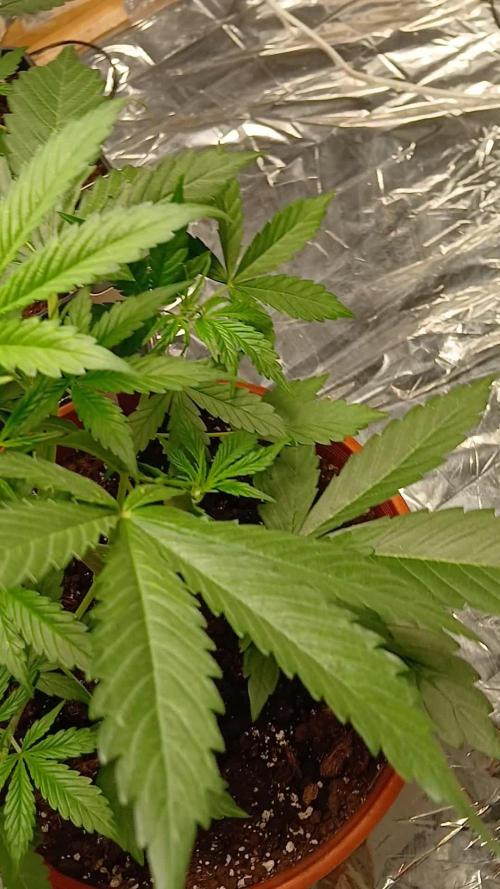 Northern Lights Auto FB