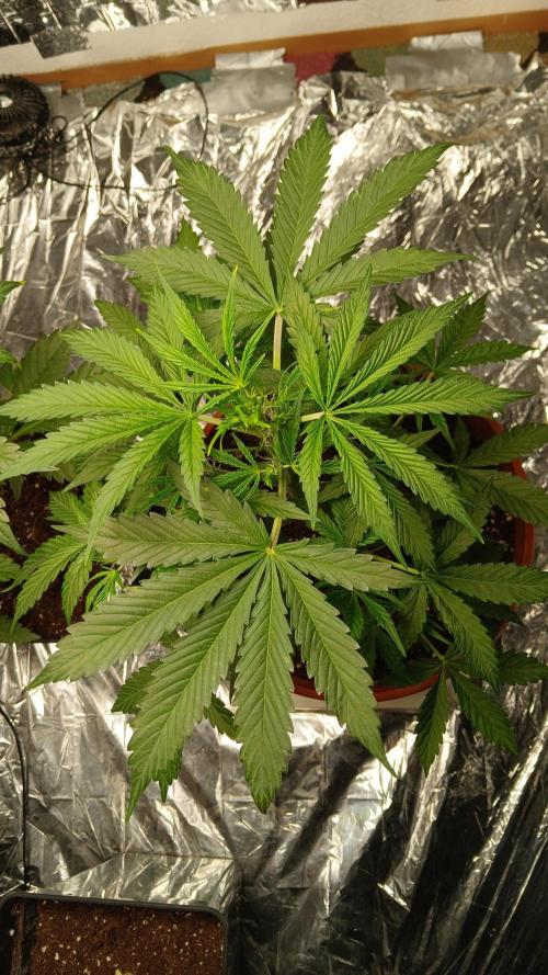 Northern Lights Auto FB. Week 5