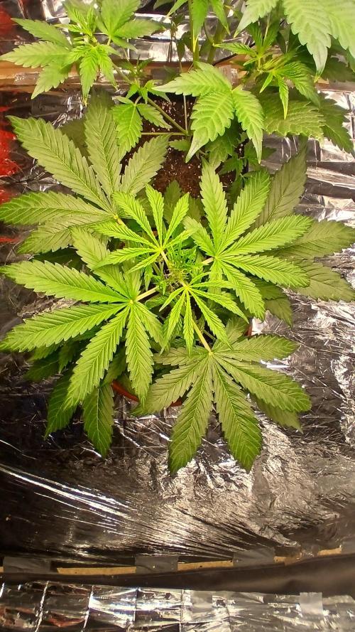 Northern Lights Auto FB. Week 5