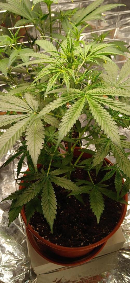 Northern Lights Auto FB. Week 5