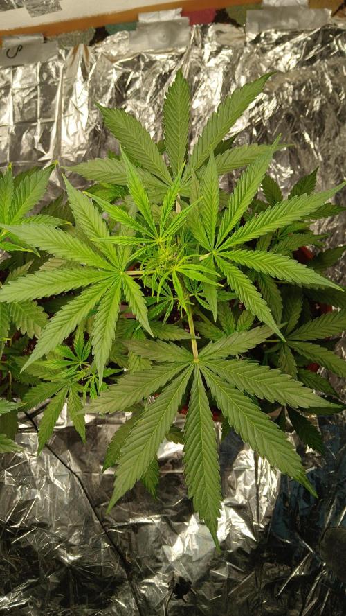 Northern Lights Auto FB. Week 5