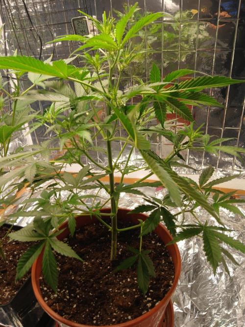 Northern Lights Auto FB. Week 5