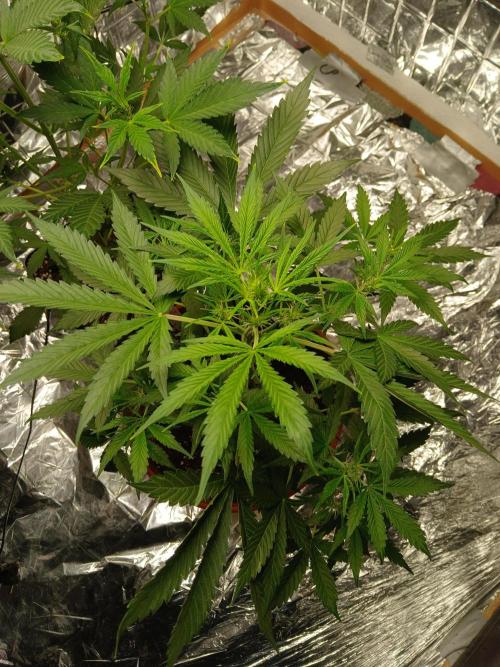 Northern Lights Auto FB. Week 5