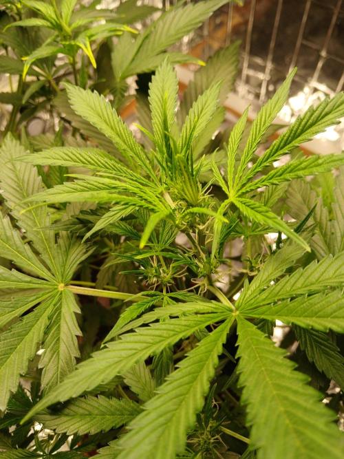 Northern Lights Auto FB. Week 5