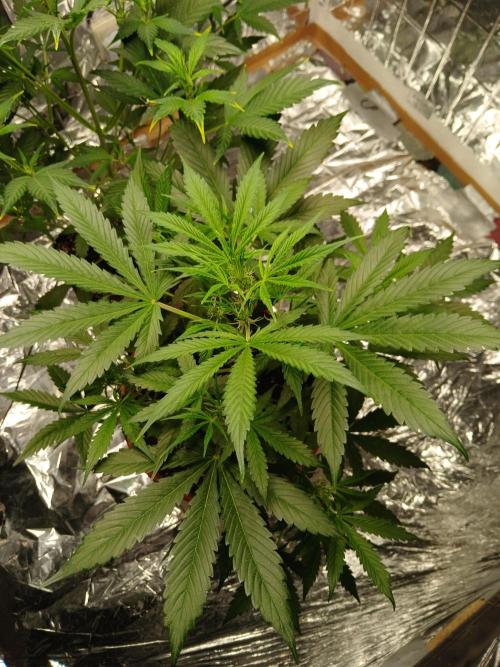 Northern Lights Auto FB. Week 5