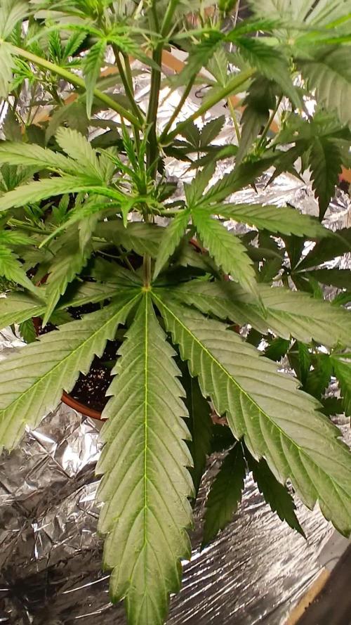 Northern Lights Auto FB