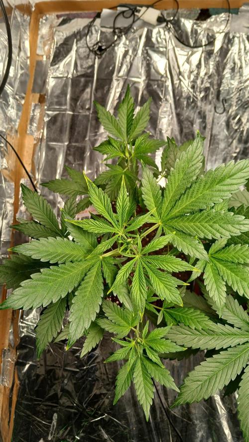 Apricot Auto Fastbuds. Week 5