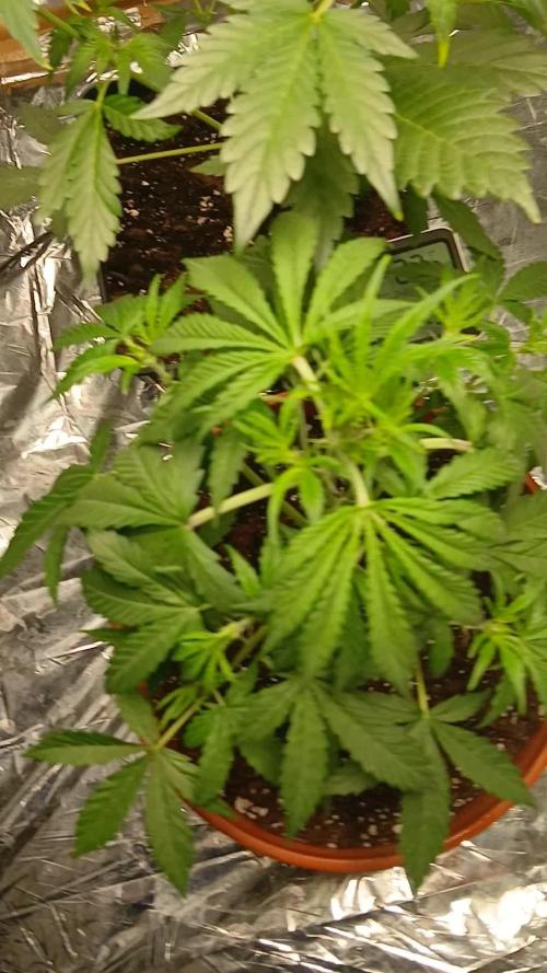 Apricot Auto Fastbuds