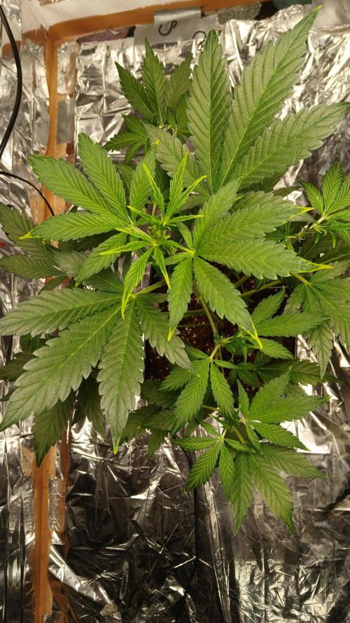 Apricot Auto Fastbuds. Week 5