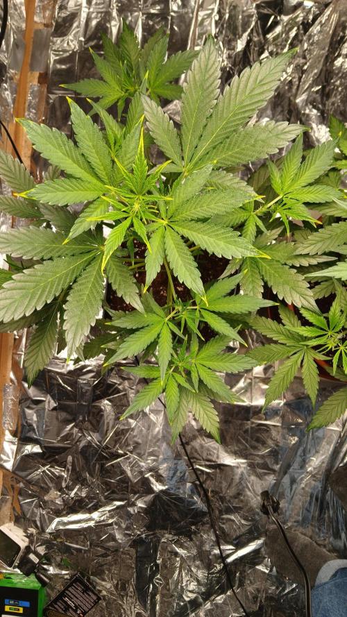 Apricot Auto Fastbuds. Week 5