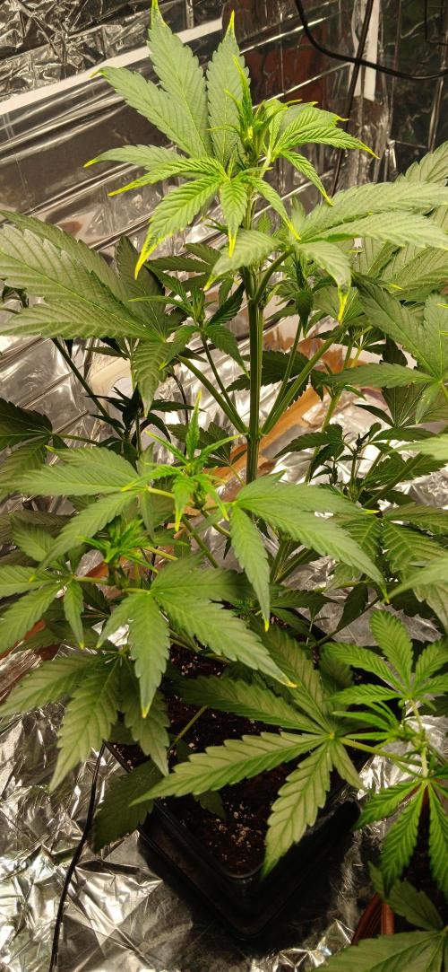 Apricot Auto Fastbuds. Week 5