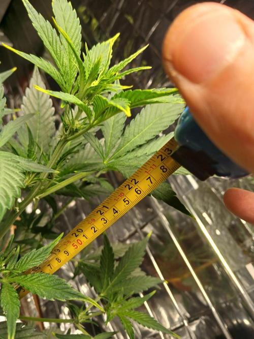 Apricot Auto Fastbuds. Week 5