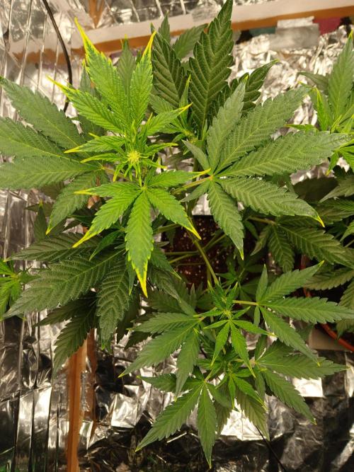 Apricot Auto Fastbuds. Week 5