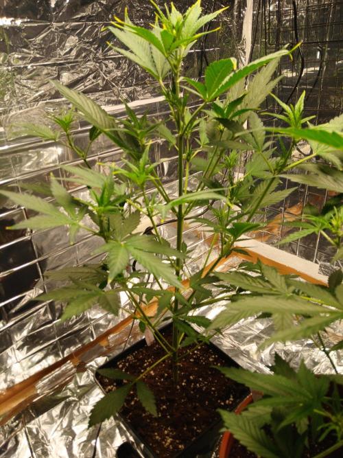 Apricot Auto Fastbuds. Week 5