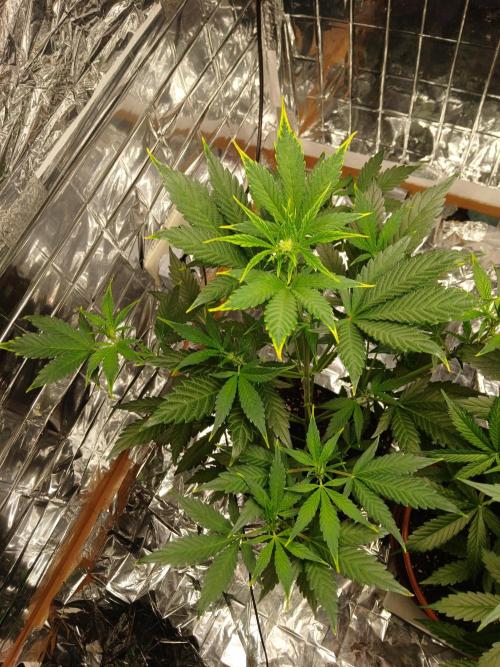 Apricot Auto Fastbuds. Week 5