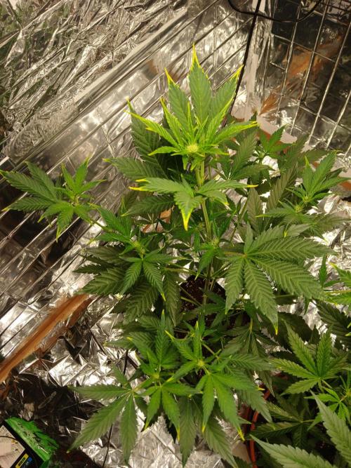 Apricot Auto Fastbuds. Week 6