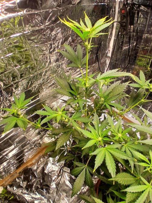 Apricot Auto Fastbuds. Week 6