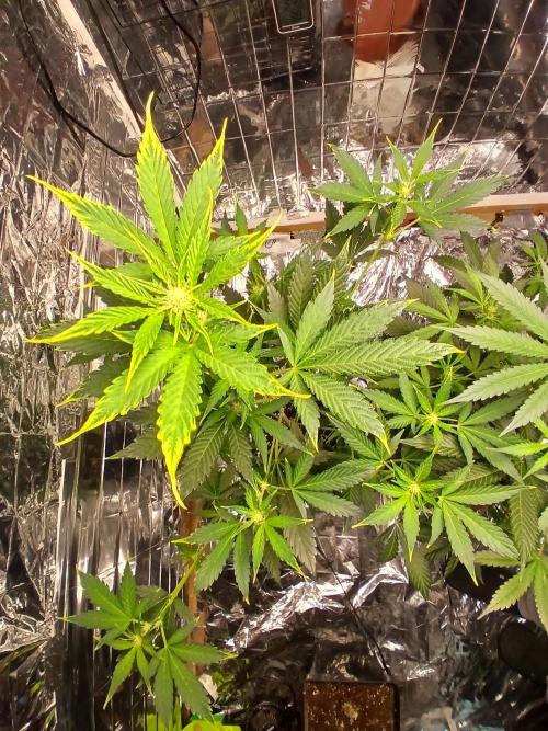 Apricot Auto Fastbuds. Week 6