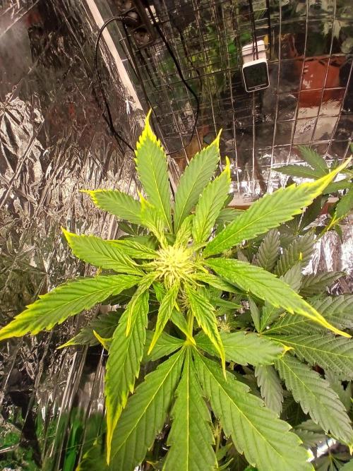 Apricot Auto Fastbuds. Week 6