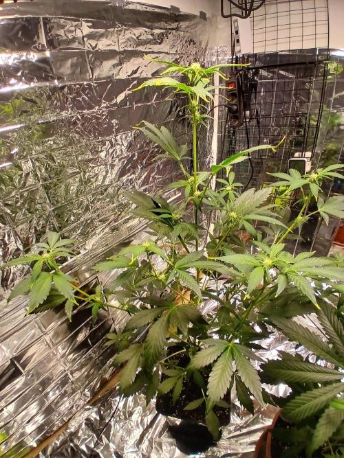 Apricot Auto Fastbuds. Week 6