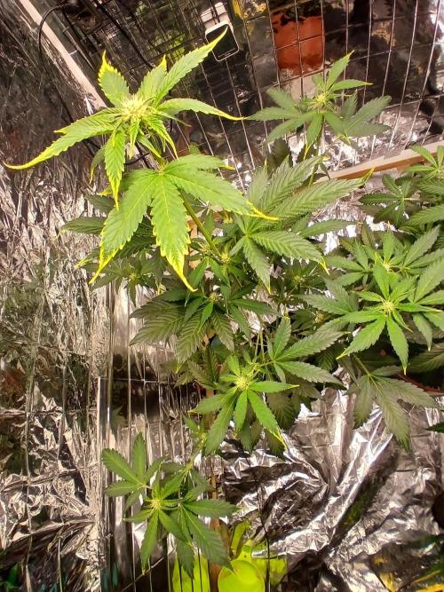 Apricot Auto Fastbuds. Week 6