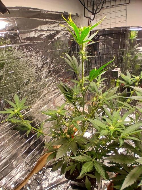 Apricot Auto Fastbuds. Week 6