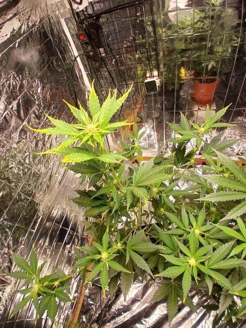 Apricot Auto Fastbuds. Week 6