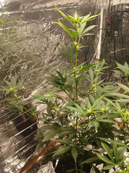 Apricot Auto Fastbuds. Week 6