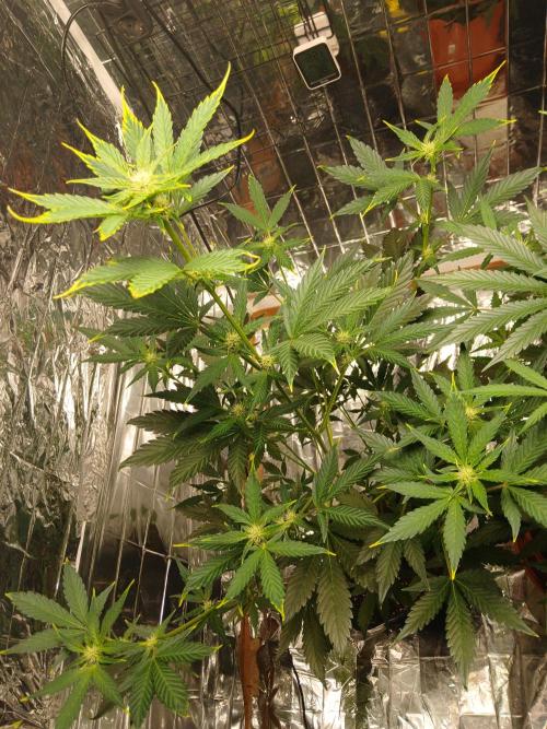 Apricot Auto Fastbuds. Week 6