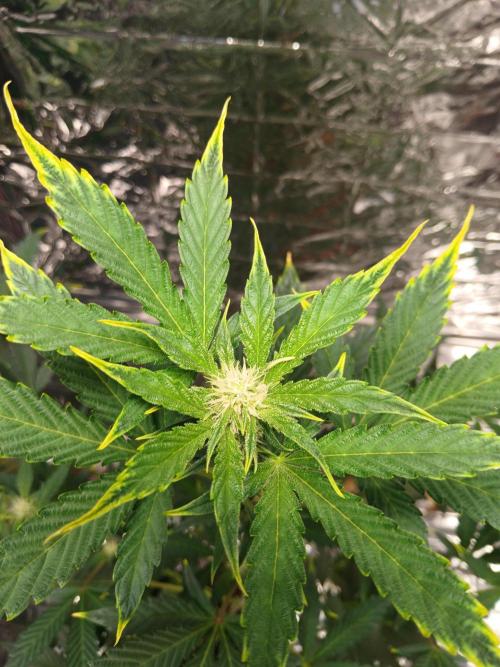 Apricot Auto Fastbuds. Week 6