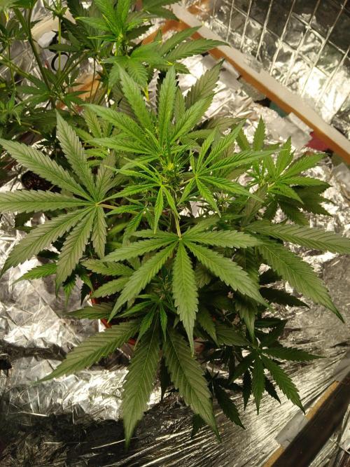 Northern Lights Auto FB. Week 6