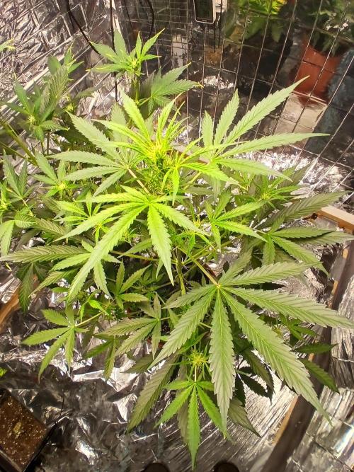 Northern Lights Auto FB. Week 6