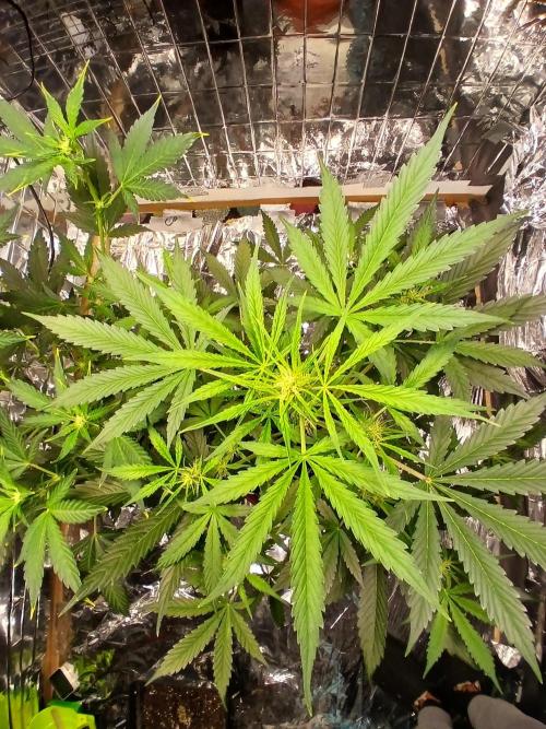 Northern Lights Auto FB. Week 6