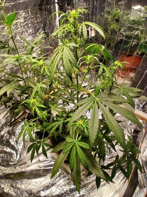 Northern Lights Auto FB. Week 6