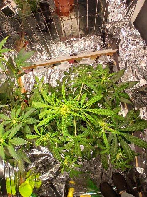 Northern Lights Auto FB. Week 6