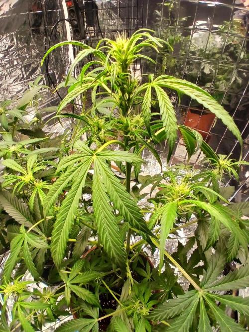 Northern Lights Auto FB. Week 6