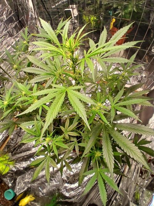 Northern Lights Auto FB. Week 6