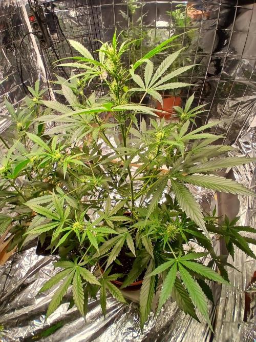 Northern Lights Auto FB. Week 6