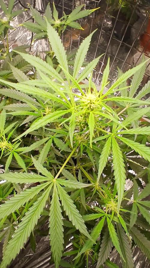 Northern Lights Auto FB