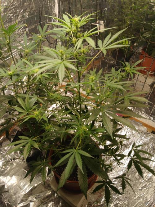 Northern Lights Auto FB. Week 6