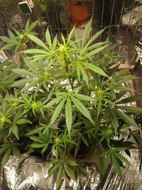 Northern Lights Auto FB. Week 6