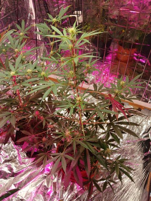 Northern Lights Auto FB. Week 7