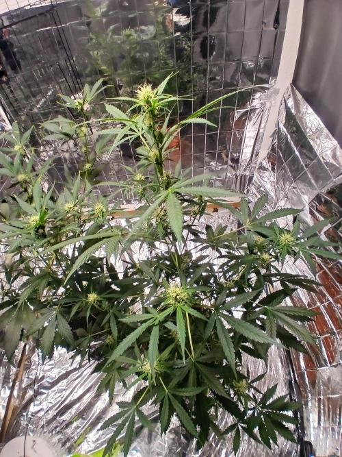 Northern Lights Auto FB. Week 7