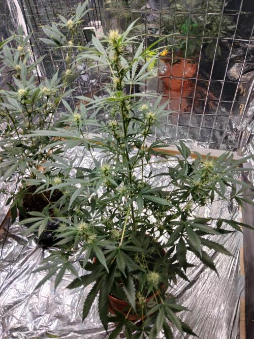 Northern Lights Auto FB. Week 7