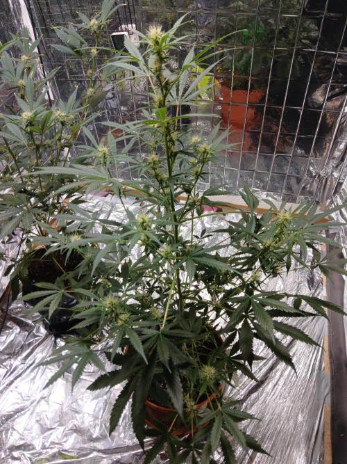 Northern Lights Auto FB. Week 7