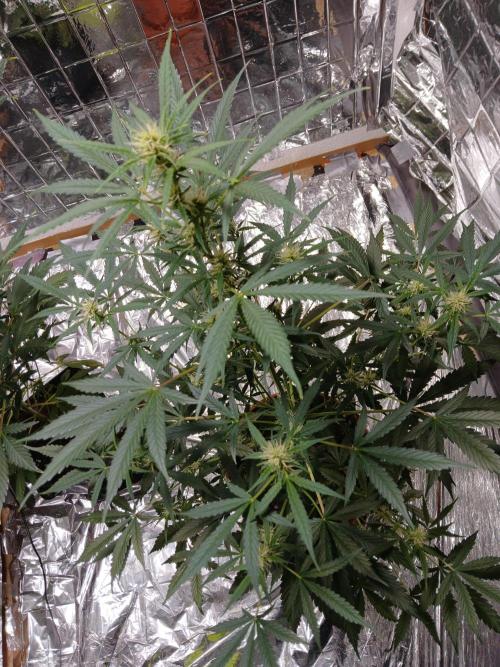 Northern Lights Auto FB. Week 7