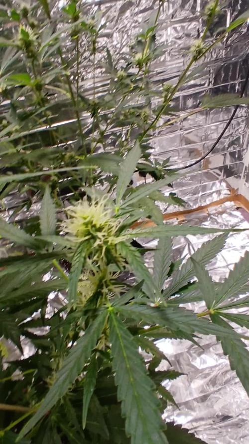 Northern Lights Auto FB